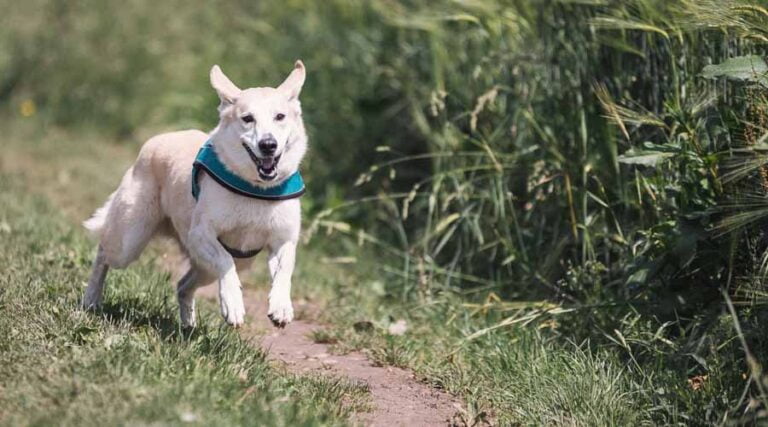 hardlopen met hond